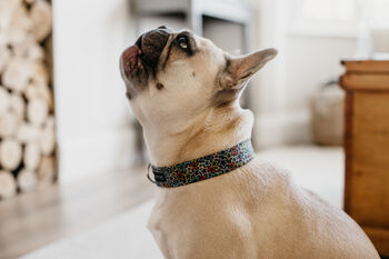 Bright Star Dog Collar, 5 of 5