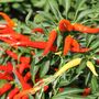 Ornamental Chilli Pepper Plants Two X 9cm Pots, thumbnail 2 of 5
