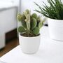 Bunny Ears Cactus In 10.5cm Pot – Opuntia Albispina, thumbnail 1 of 2