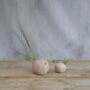 Bird Air Plant Holder In Pale Pink, thumbnail 3 of 7
