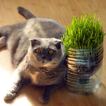 Gardening Gift. Cat Grass Growing Kit, 3 of 5