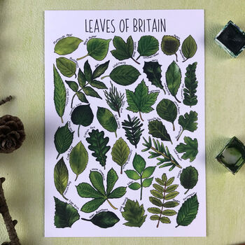 Wildlife Of Britain Illustrated Postcard Pack Of Twelve, 10 of 12