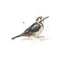 Limited Edition, Garden Bird Print, Spotted Woodpecker, thumbnail 2 of 3