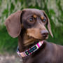 Padstow Deckchair Stripe Dog Collar, thumbnail 2 of 5