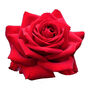 Hybrid Tea Rose Plant 'Loving Memory' One X Bare Root, thumbnail 5 of 5