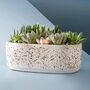 Large Ceramic Succulent Planter Pot Oval With Drainage, thumbnail 3 of 4