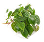 Philodendron Scandens Sweetheart Plant 15cm Hanging Pot, thumbnail 1 of 5