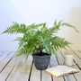 Faux Green Bracken Fern Plant Small Or Large, thumbnail 2 of 7