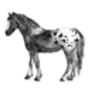 Appaloosa Horse Art Print, thumbnail 2 of 3