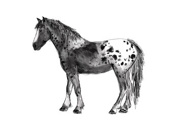Appaloosa Horse Art Print, 2 of 3