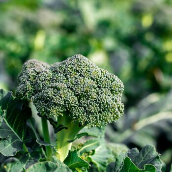 Mixed Vegetable Multi Pack 24 X Plug Plant Pack, 4 of 4
