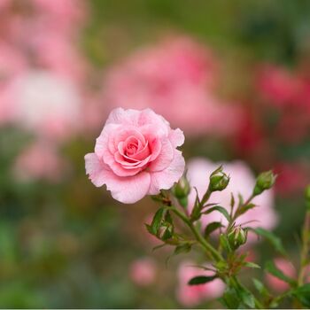 Miniature Rose ‘Blush Pink’ One In 10.5cm Pot, 5 of 5