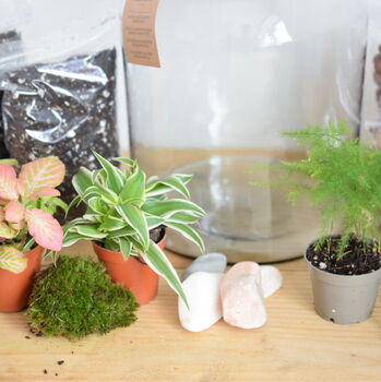 Diy Terrarium Kit With Plants X3 Birthday Plant Gift, 2 of 8