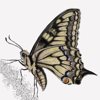 Swallowtail Butterfly Illustration Giclée Art Print By Ben Rothery ...