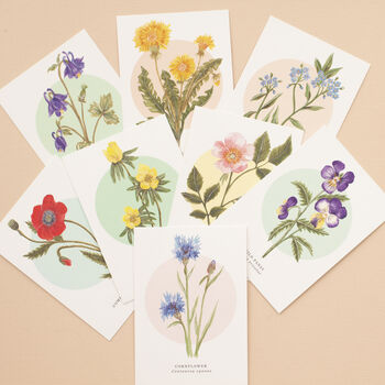 British Wild Flowers Illustrated Notelet Set, 2 of 12