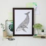 Humpback Whales Set Of Two Unframed Prints, thumbnail 2 of 6