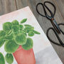 Chinese Money Plant Illustrated Print, thumbnail 3 of 5