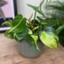 Philodendron Brasil Bright And Easy House Plant, thumbnail 1 of 12