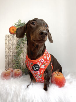 Sweet Marmalade Floral Dog Harness, 3 of 4