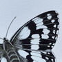 Marbled White Illustrated Butterfly Print, thumbnail 5 of 5
