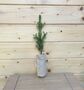 Real Christmas Tree, Norway Spruce Tree, Plug Plants, thumbnail 1 of 3