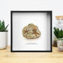 Petraster Starfish Box Frame Real Authentic Jurassic Dinosaur Fossil Museum Quality Natural History Interior Design Home Decor Display Gift Ornament, thumbnail 1 of 4