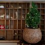 Kokodama Miniature Christmas Tree, thumbnail 4 of 4