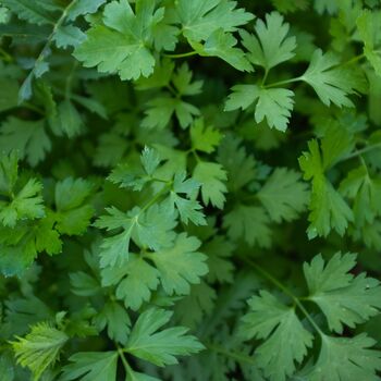 Herb Plants Parsley Three X 9cm Pots, 4 of 5