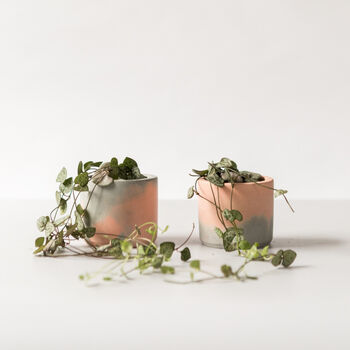 Baby String Of Hearts / Handmade Plant Pot, 4 of 7