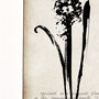 Hyacinth Fine Art Print 'Botanical Series', thumbnail 2 of 5