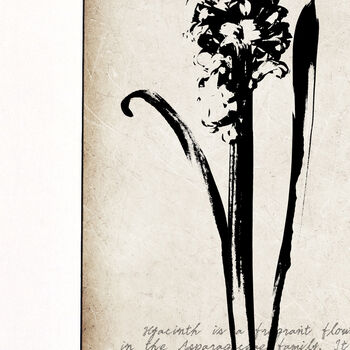 Hyacinth Fine Art Print 'Botanical Series', 2 of 5