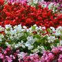 Flowering Plants Begonia 'Organdy Mixed', thumbnail 1 of 5
