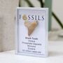 Shark Tooth Fossil Otodus, thumbnail 10 of 12