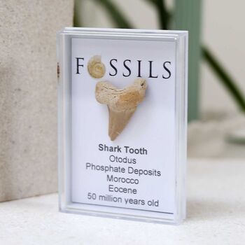 Shark Tooth Fossil Otodus, 10 of 12