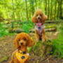 Sunshine Daisy Dog Harness, thumbnail 6 of 8