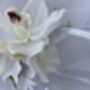 White Orchid Wrist Corsage, thumbnail 9 of 11