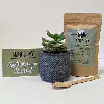 Plant Your Own Succulent Kit With Blue Leaf Pot, 2 of 5