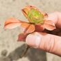 Aeonium Succulent Live Plant Cutting Or Rooted, thumbnail 2 of 4