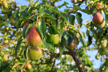 Pear Fruit Trees Two X 10 L Pots, 3 of 8