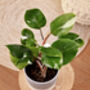 Houseplant Philodendron White Knight Plant In 13cm Pot, thumbnail 3 of 5