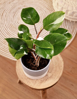 Houseplant Philodendron White Knight Plant In 13cm Pot, 3 of 5