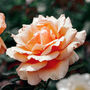 Climbing Rose 'Breathe Of Life' Bare Rooted Plant, thumbnail 1 of 3