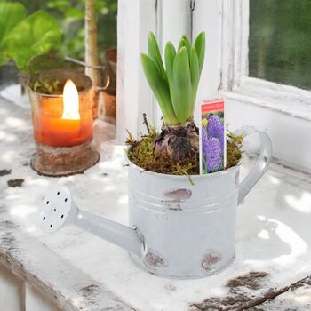 Hyacinth Planter In Metal Watering Can – Gift Ready, 5 of 6