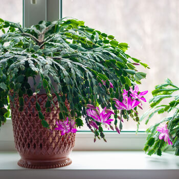 Christmas Cactus 'Purple Dancer' One X 13cm Pot, 2 of 11