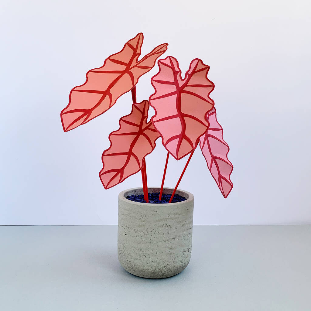 Pink Elephant Ear Plant By Brazen Botany | notonthehighstreet.com