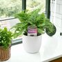 Monkey Cheese Plant In White Pot Indoor Houseplant, thumbnail 1 of 2