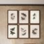 Framed Set Of Two Vintage Butterfly Art Prints, thumbnail 8 of 9