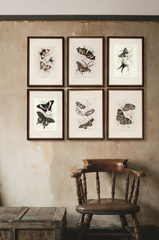 Framed Set Of Two Vintage Butterfly Art Prints, 8 of 9