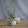 Bird Air Plant Holder In Off White, thumbnail 2 of 12