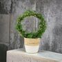 Hedera Ivy Hoop Air Purifying Houseplant In 12cm Pot, thumbnail 1 of 7